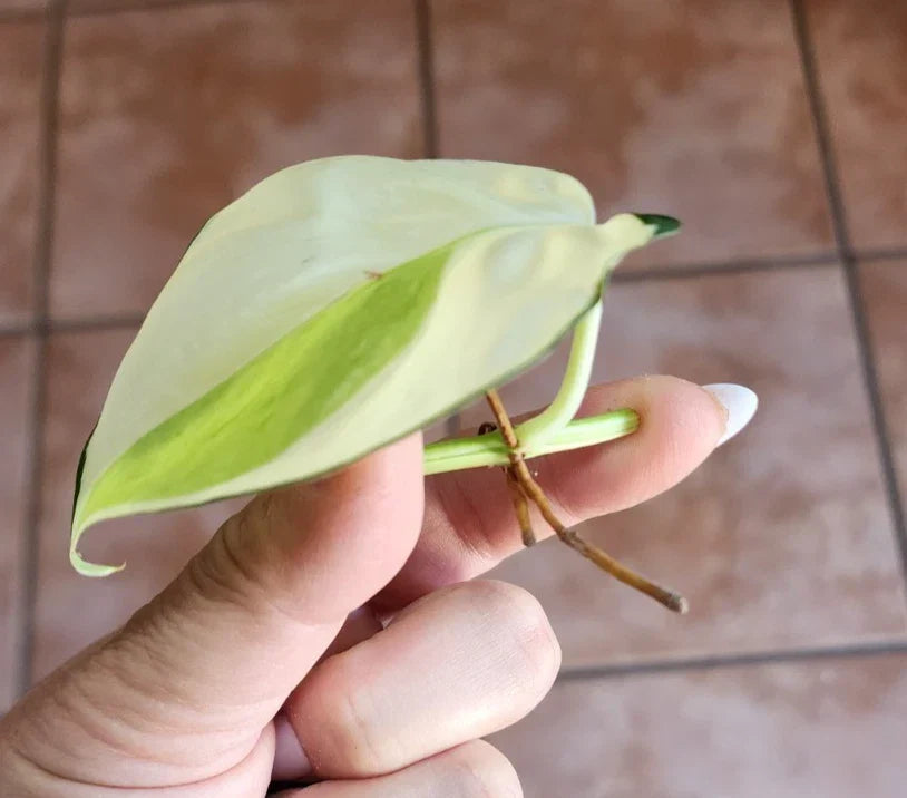 Genuine Philodendron Gabby Cutting – Authentic Plant Propagation, Verified Philodendron spp. Indoor Plant, Lush Green Foliage