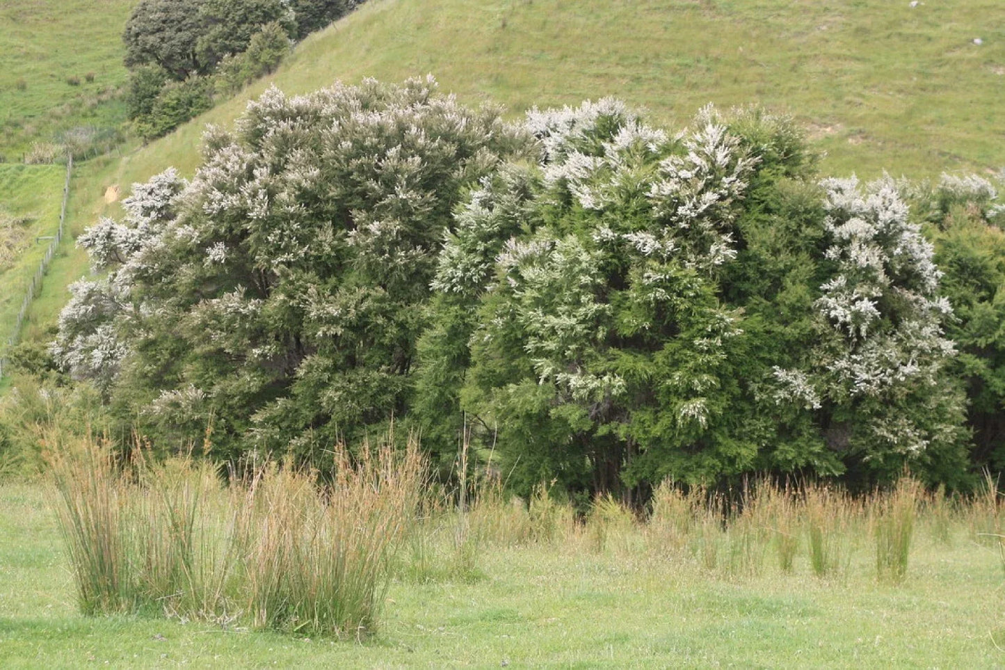 White Kanuka Tea Tree Seeds - Kunzea ericoides - Aromatic Shrubby Plant for Gardens & Containers - 100+ Seeds