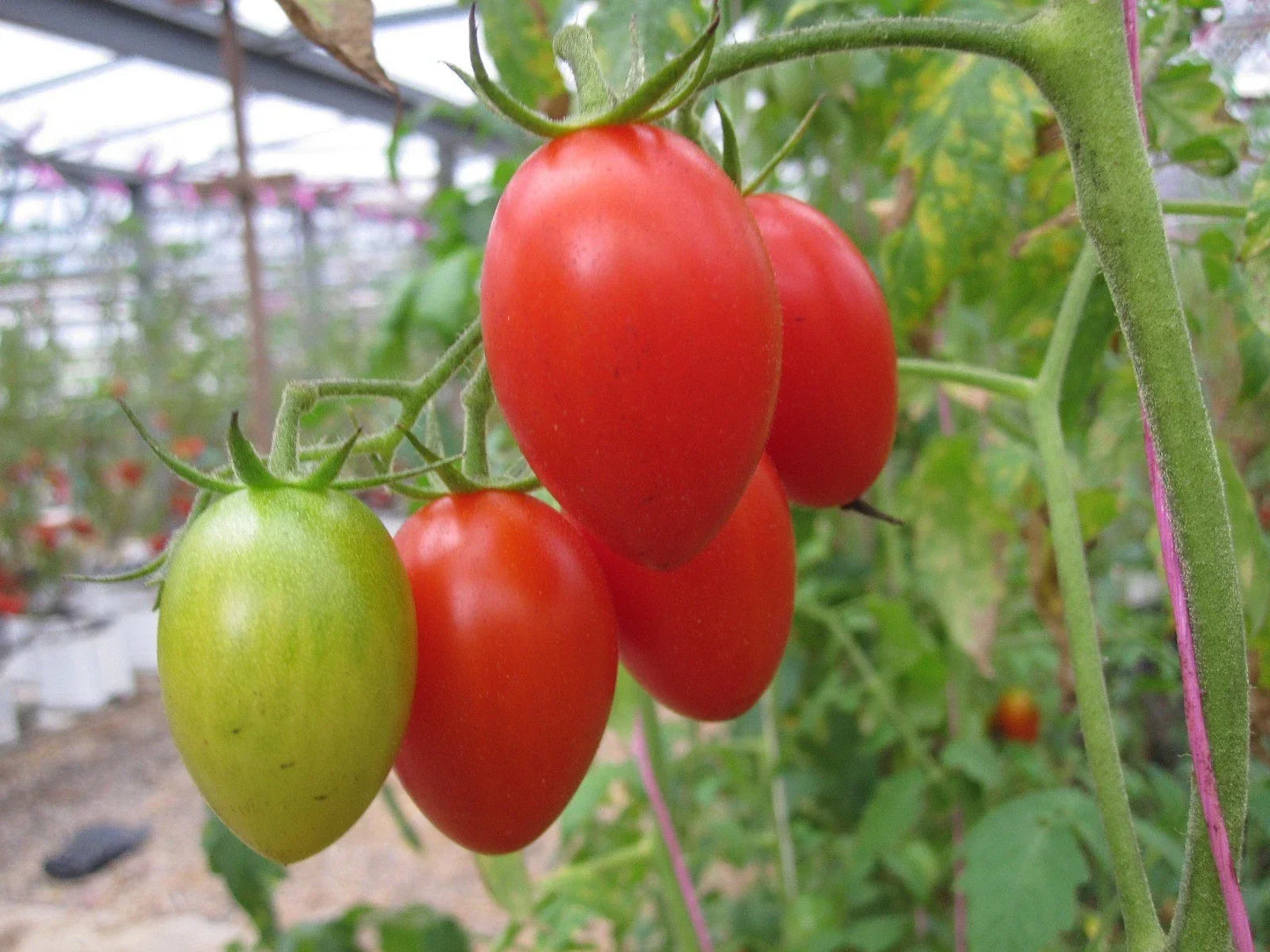 Roma Tomato Seeds Pack - 20 Non-GMO Seeds for Canning, Sauces & Salads - Solanum lycopersicum