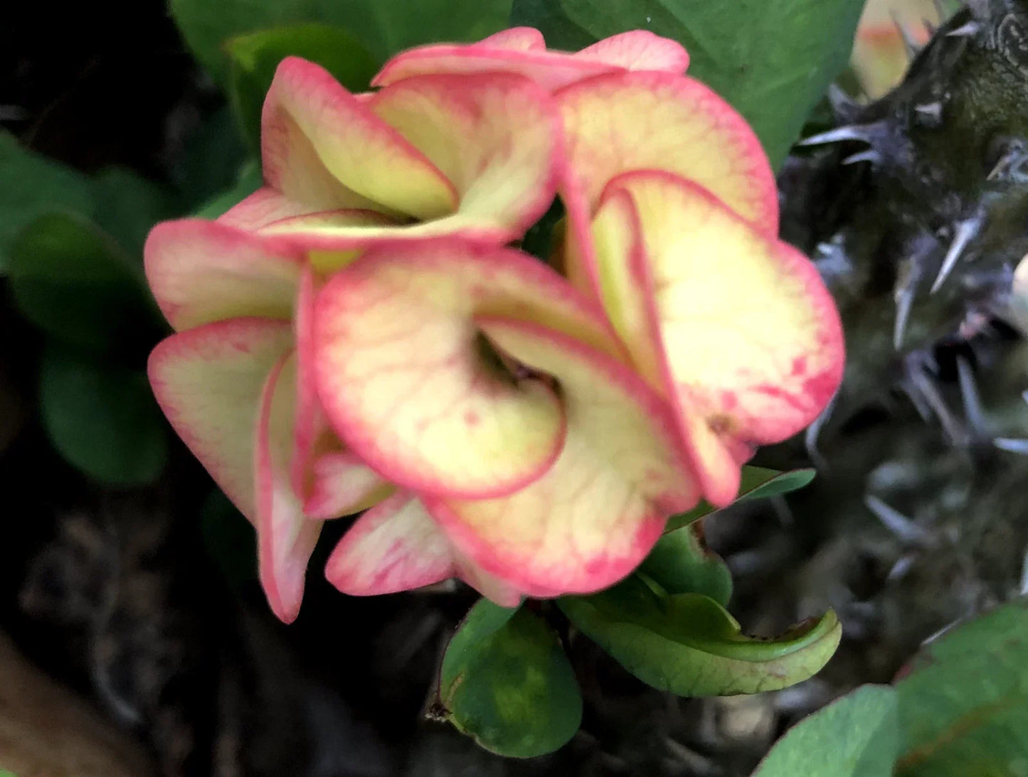 Rooted Cutting - Thai Hybrid Crown of Thorns Julia - Euphorbia milii - Vibrant Succulent for Indoor & Outdoor Gardens
