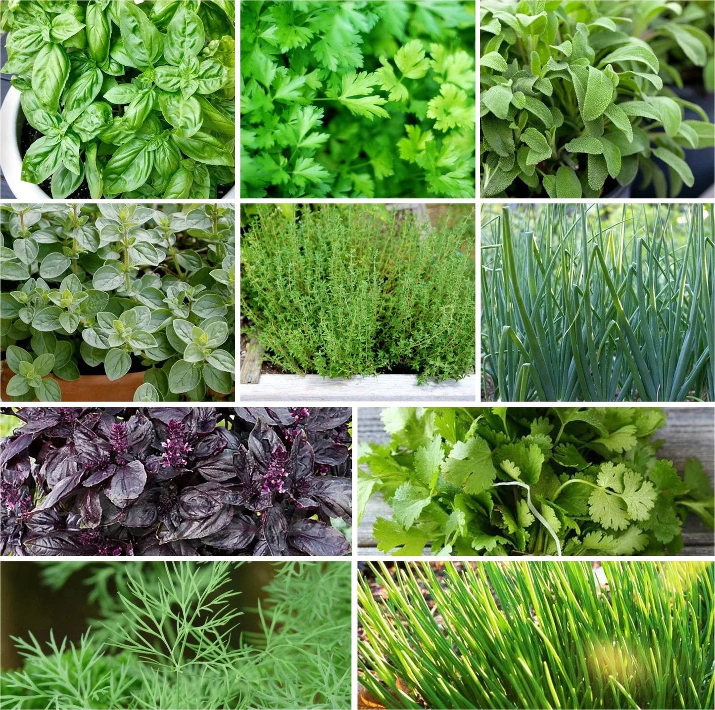 Herb Seeds Mix - 10 Pack Non-GMO Heirloom Culinary Herbs for Garden Planting - Indoor & Outdoor Gardening