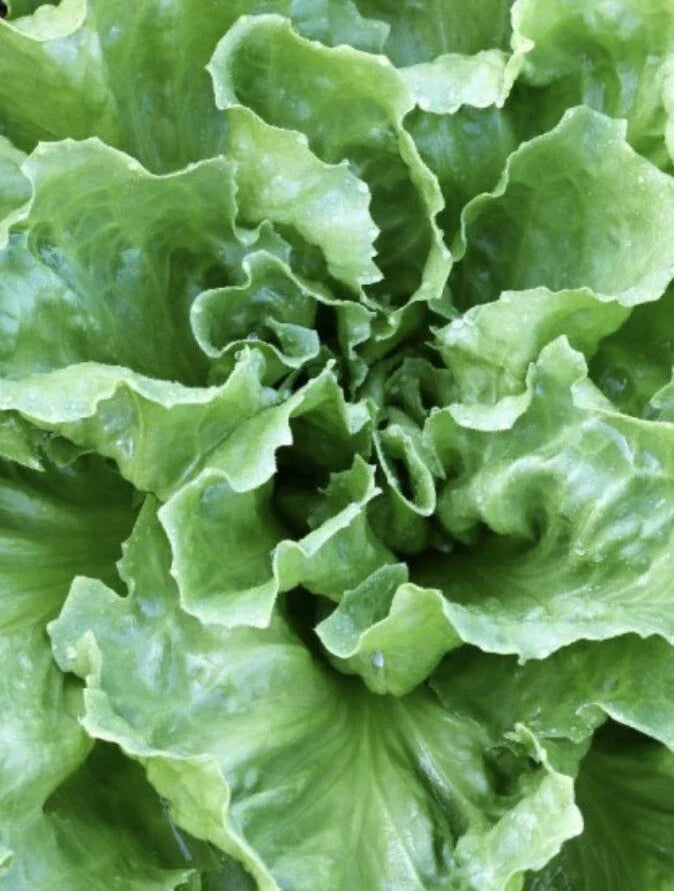Endive Seeds 4,000 Packets – Escarole & Batavian Broadleaf, Cichorium endivia, Leafy Green for Salad & Cooking