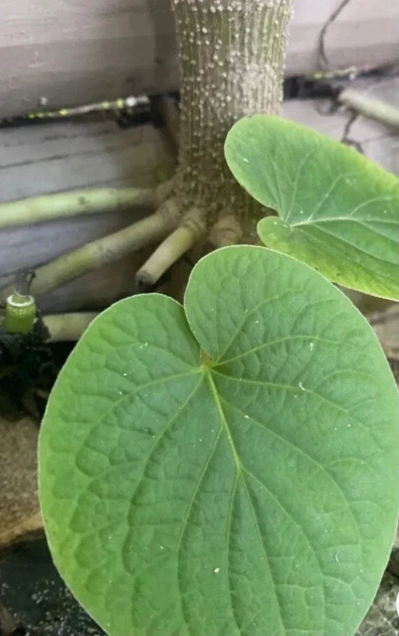 Piper Auritum Plants – 2 Root Beer Plant Hoja Santa Mexican Pepperleaf – Aromatic Culinary Herb – Perennial Herb Seedling