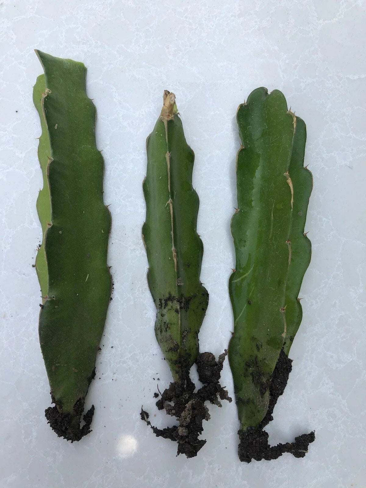 White Dragon Fruit Cuttings - 3 Live Plants with Roots - Hylocereus undatus - Ready to Plant, No Pot Included