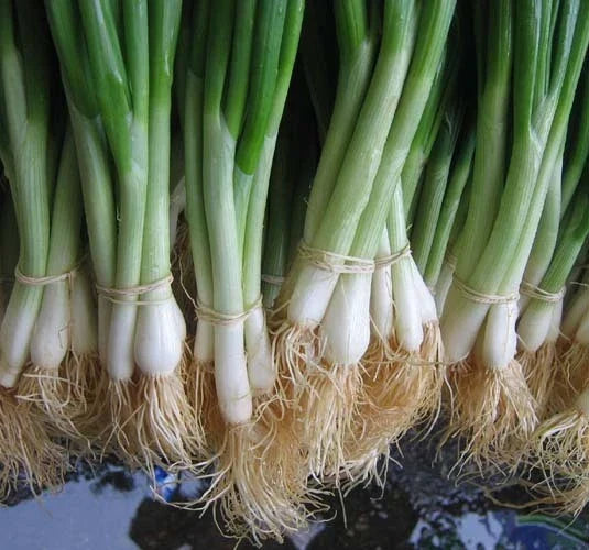 Bulk Tokyo White Bunching Onion Seeds - 500 Count Packet, Allium fistulosum, Mild, Crisp, Sweet, Perennial Vegetable, Gardening Supplies