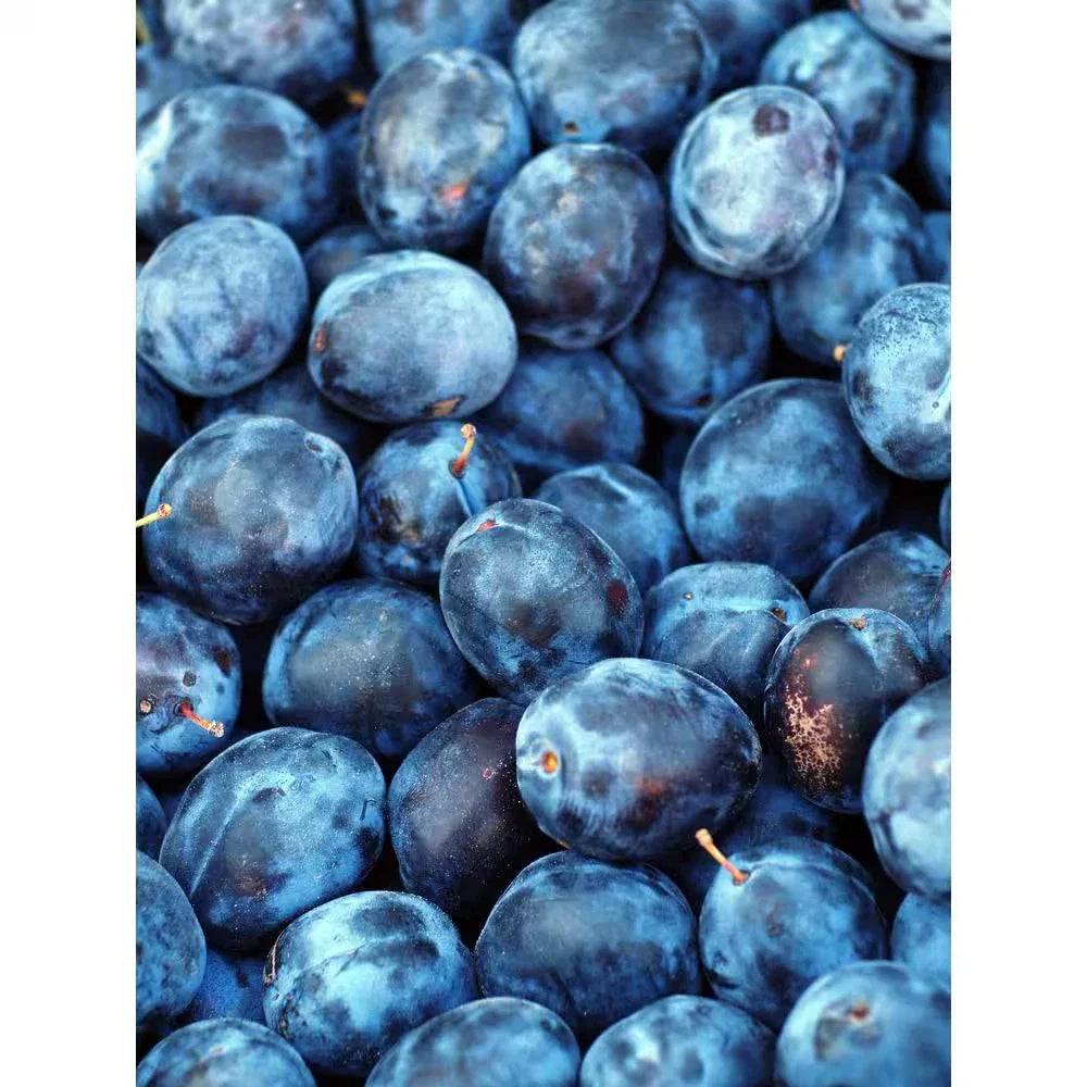 Dwarf Italian Plum Tree Bare Root Prunus domestica Compact Fruit Tree for Small Gardens, Patio, Free Shipping