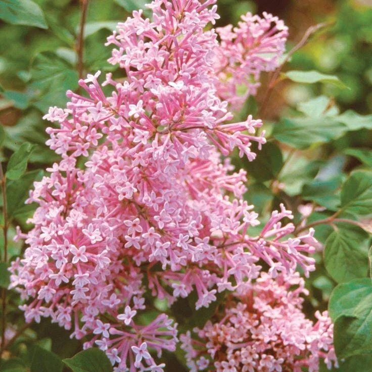 Coral Lilac Seeds | Fragrant Perennial Flower | Syringa vulgaris | Garden, Landscape, Pollinator Attracting