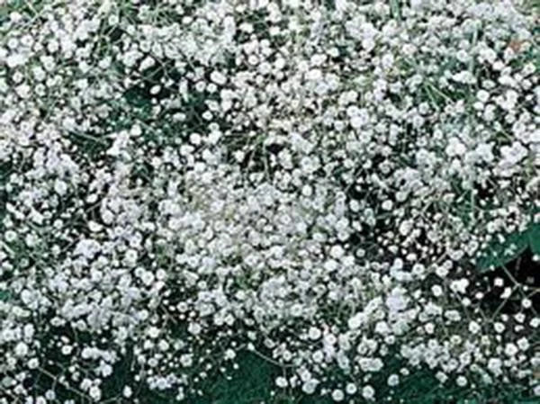 Baby's Breath Seeds - 1000+ Gypsophila elegans White Flower Perennial for Borders, Bouquets & Dried Arrangements