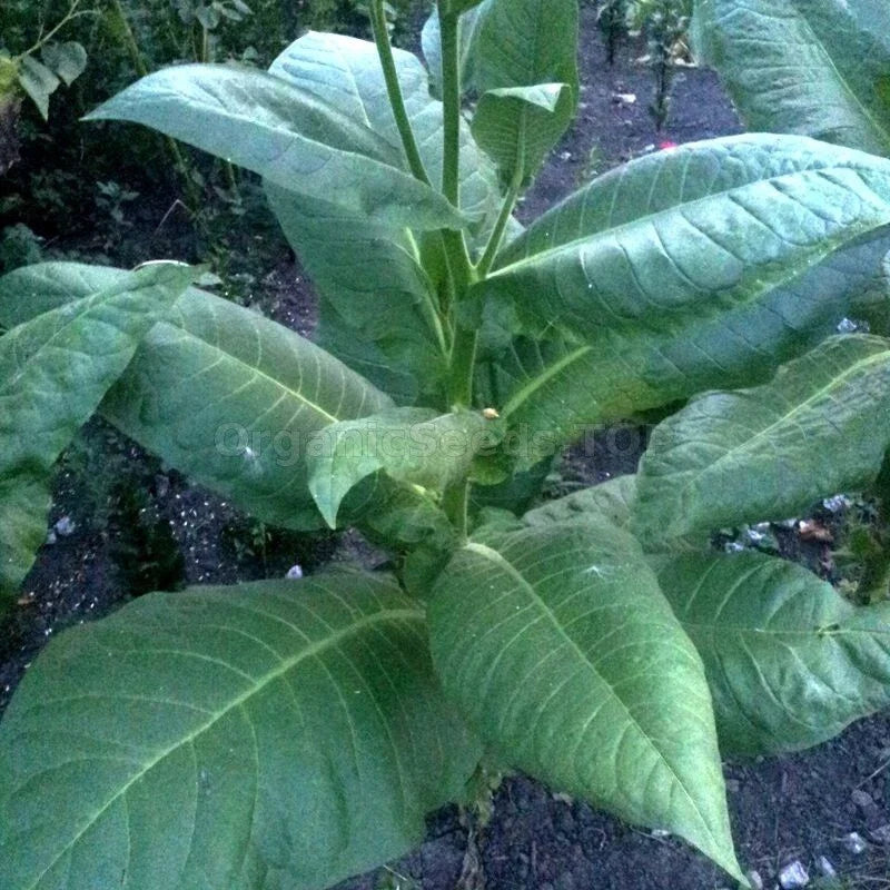 Burley Tobacco Seeds 1000+ Heirloom Nicotiana Tabacum for Home Gardening, Non-GMO, Full Sun, Bushy Growth