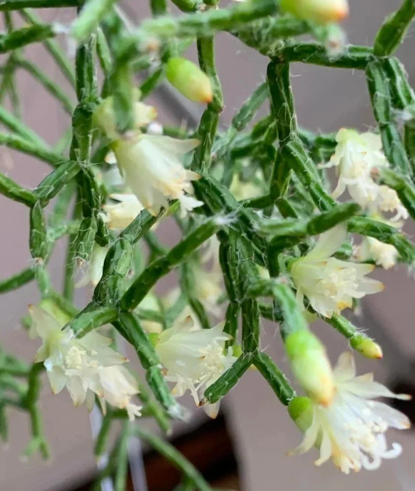 Rhipsalis Cereuscula Coral Cactus Rooted Houseplant in 3-Inch Pot, Unique Trailing Indoor Plant, Drought-Tolerant, Air-Purifying