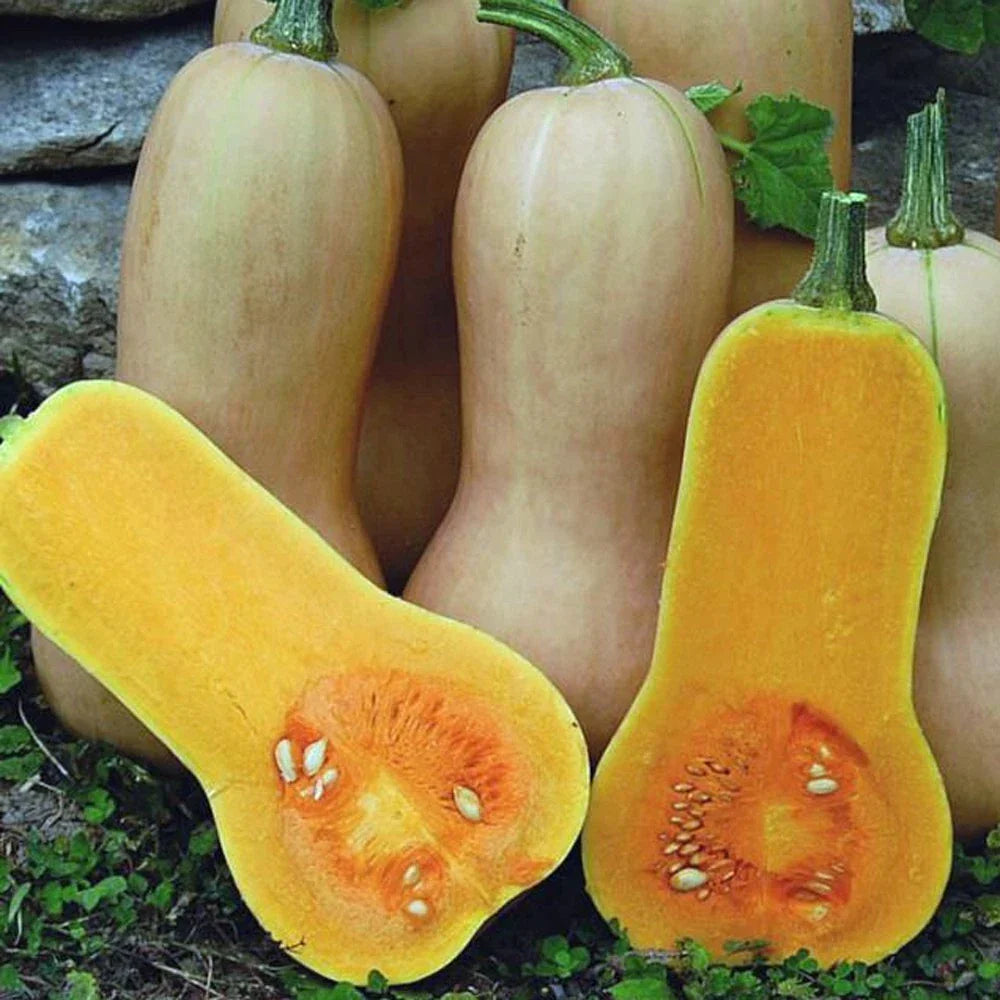 Butternut Squash Seeds Pack 25 Non-GMO Waltham Cucurbita moschata Winter Vegetable for Home Garden