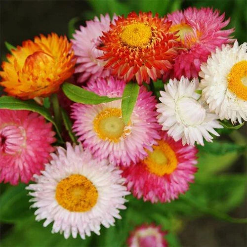 Swiss Giant Mix Strawflower Seeds | Colorful Dried Flower Mix | Helichrysum bracteatum | Non-GMO Garden Seeds