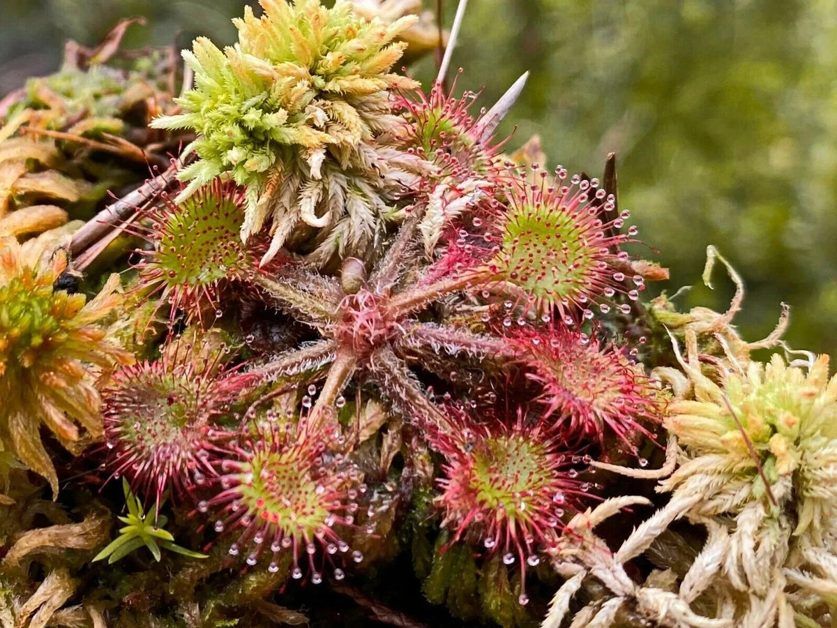 3X Live Drosera Rotundifolia - Round Leaved Sundew - Bare Root - Mature Plant