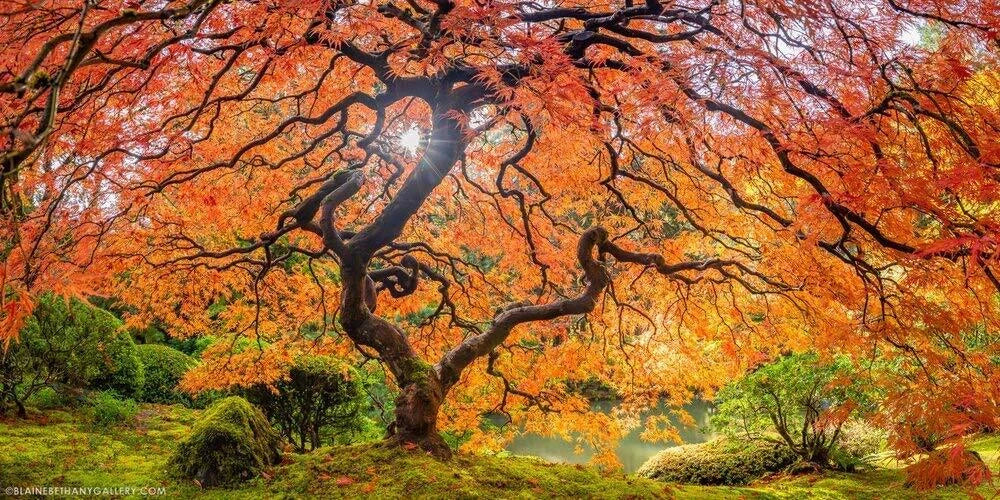 Sugar Maple Tree Seeds - 20+ Acer saccharum Fall Foliage Seeds for Garden, Landscape, and Shade
