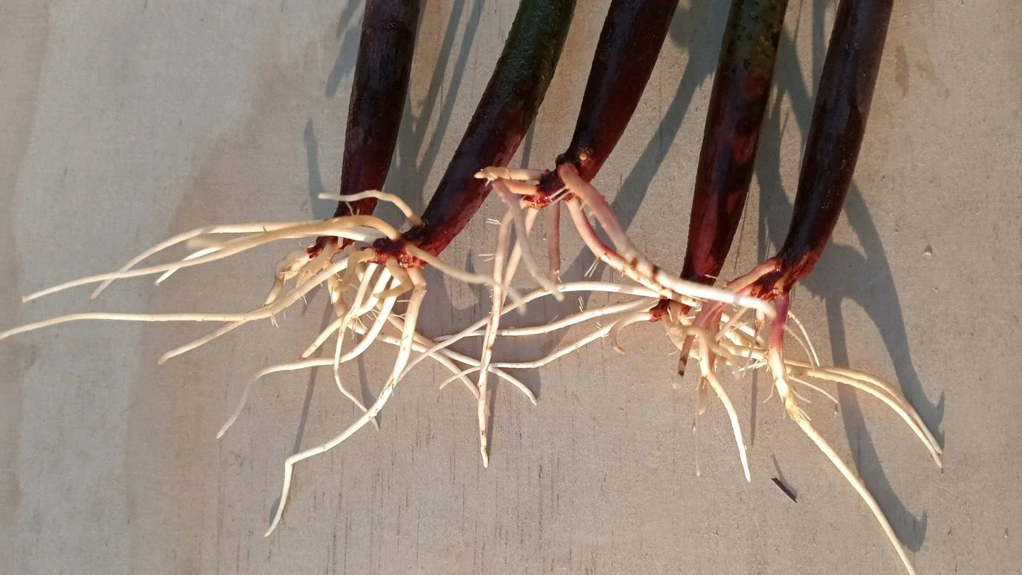 5 Live Red Mangrove Plants – Rhizophora Mangle Propagules for Aquarium & Saltwater Tanks – Natural Water Filter Plants