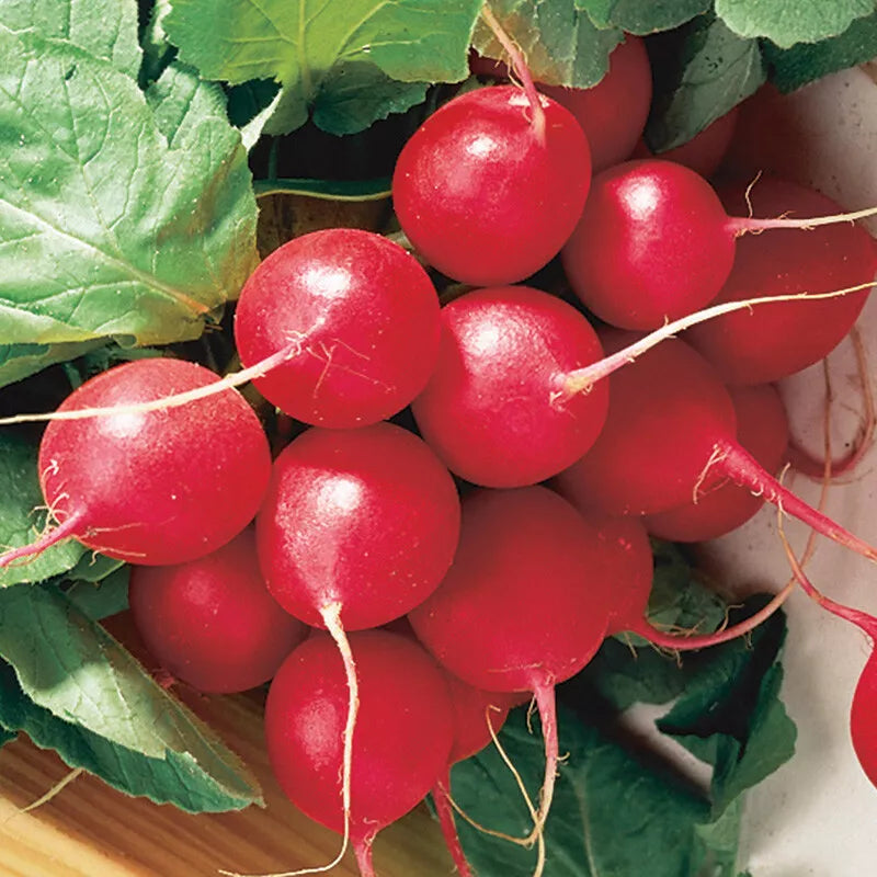 Cherry Belle Radish Seeds, Non-GMO, Fast Harvest, Raphanus sativus, Vegetable Garden, Salad Garnish