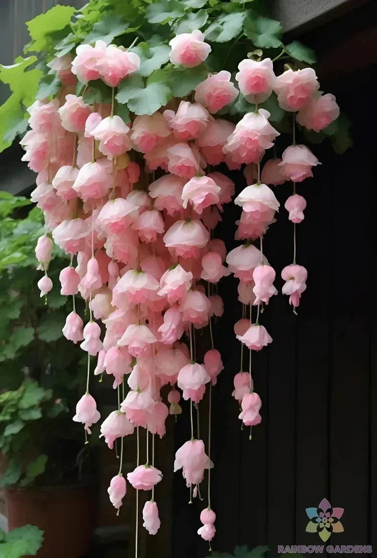 25 Light Pink Weeping Begonia Seeds for Garden, Container, Hanging Basket, Begonia x semperflorens