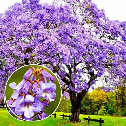 Empress Tree Seeds - 300+ Paulownia tomentosa Seeds for Fast Growth, Ornamental & Timber Cultivation