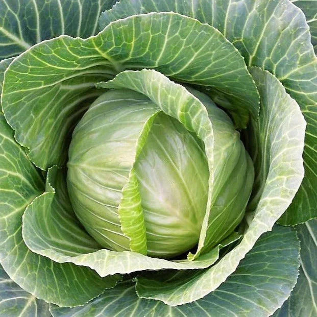 Brunswick Cabbage Seeds - 1000+ Non-GMO Heirloom Savoy Brassica oleracea Packets for Garden Planting