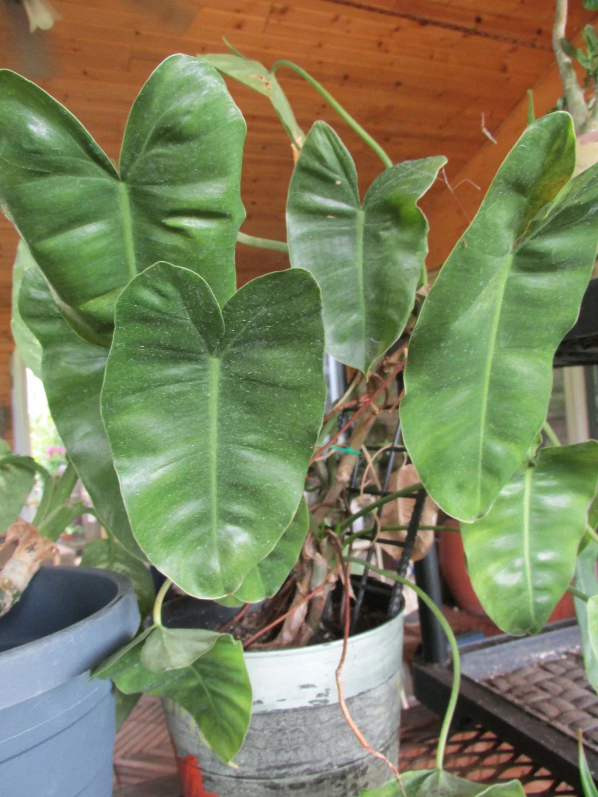 Arrowhead Philodendron Rooted Cuttings - Large Leaf, Philodendron domesticum, Houseplant, Indoor Plant, Tropical Foliage