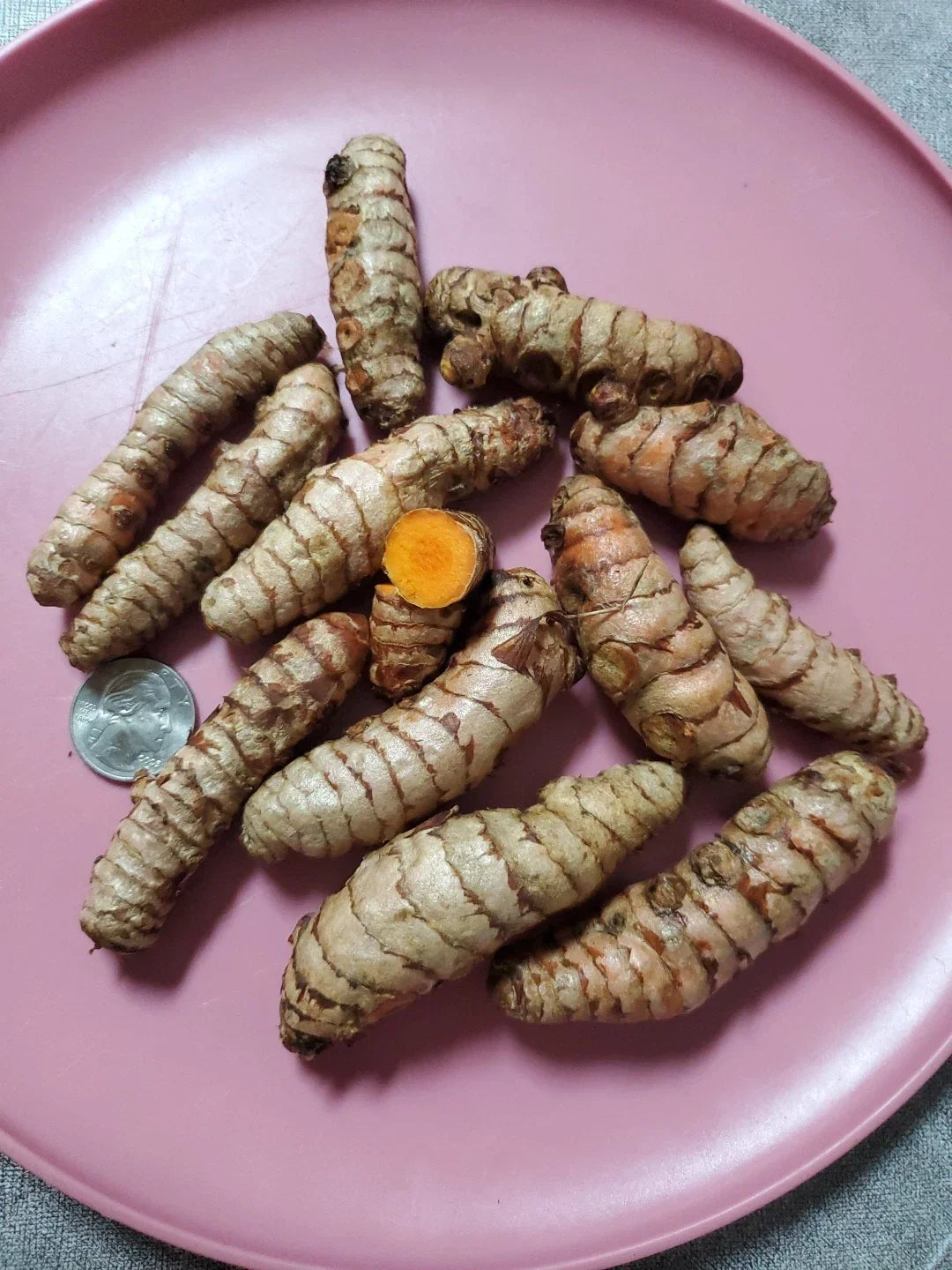Fresh Turmeric Roots - 8 Ounce Organic Live Plant Roots for Growing - Curcuma longa, Healthy, Vibrant, Organic Roots