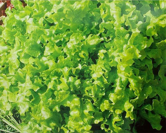 Salad Bowl Lettuce Seeds - Organic, Non-GMO, Loose-Leaf, Lactuca sativa for Home Gardening, Container, Balcony, and Salad Greens