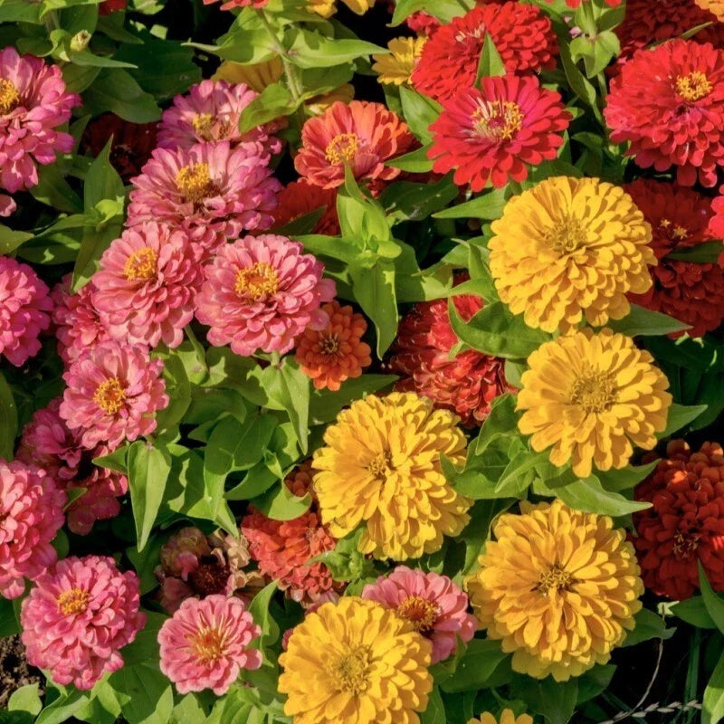 Sunbow Mix Zinnia Seeds - 100+ Pack for Garden Planting - Colorful Annual Flowers - Zinnia elegans Seeds for Borders & Containers