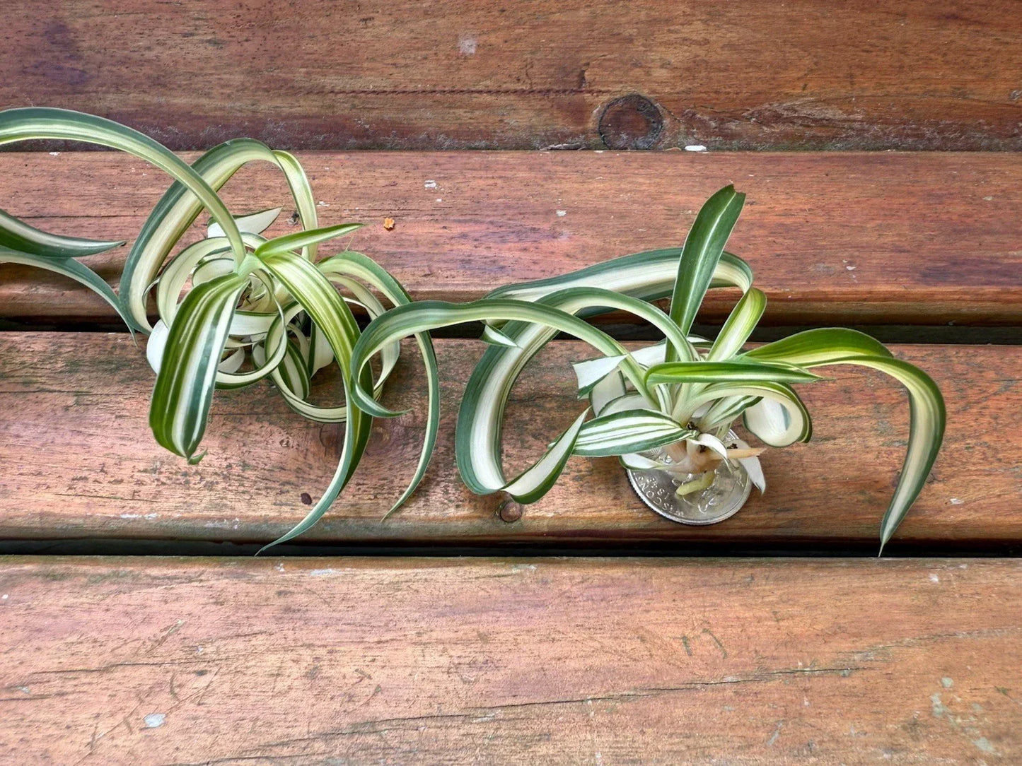 Variegated Bonnie Curly Spider Plant Cuttings – 2 Live Baby Plants – Chlorophytum Comosum – Indoor Greenery, Easy Care, Curly Foliage