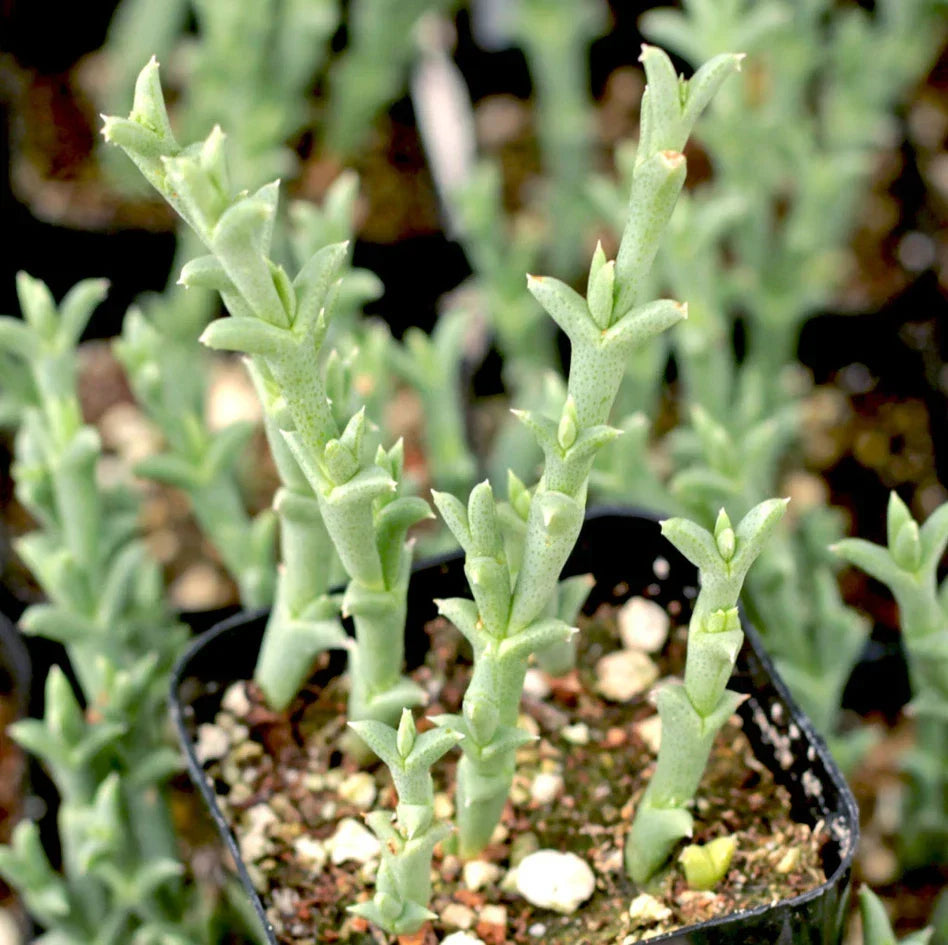 Ruschia Uncinata Doringvygie Succulent Live Plant 2-Inch, Drought-Tolerant Ground Cover for Indoor & Outdoor Garden