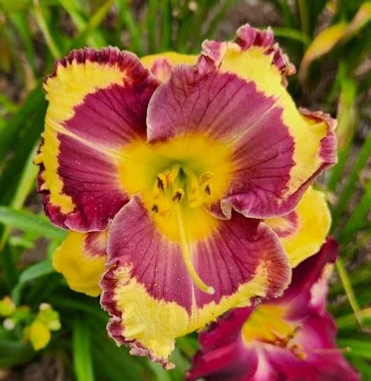 Daylily Live Plant - Hard Rock Candy Variety - Hemerocallis - Colorful Perennial Garden Flower for Borders and Beds