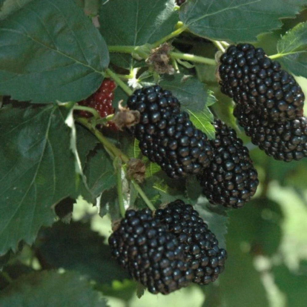Prime-Ark Freedom Blackberry Plant Plug | Edible Rubus fruticosus, Self-Pollinating, High-Yield, Disease-Resistant, Fresh Berries