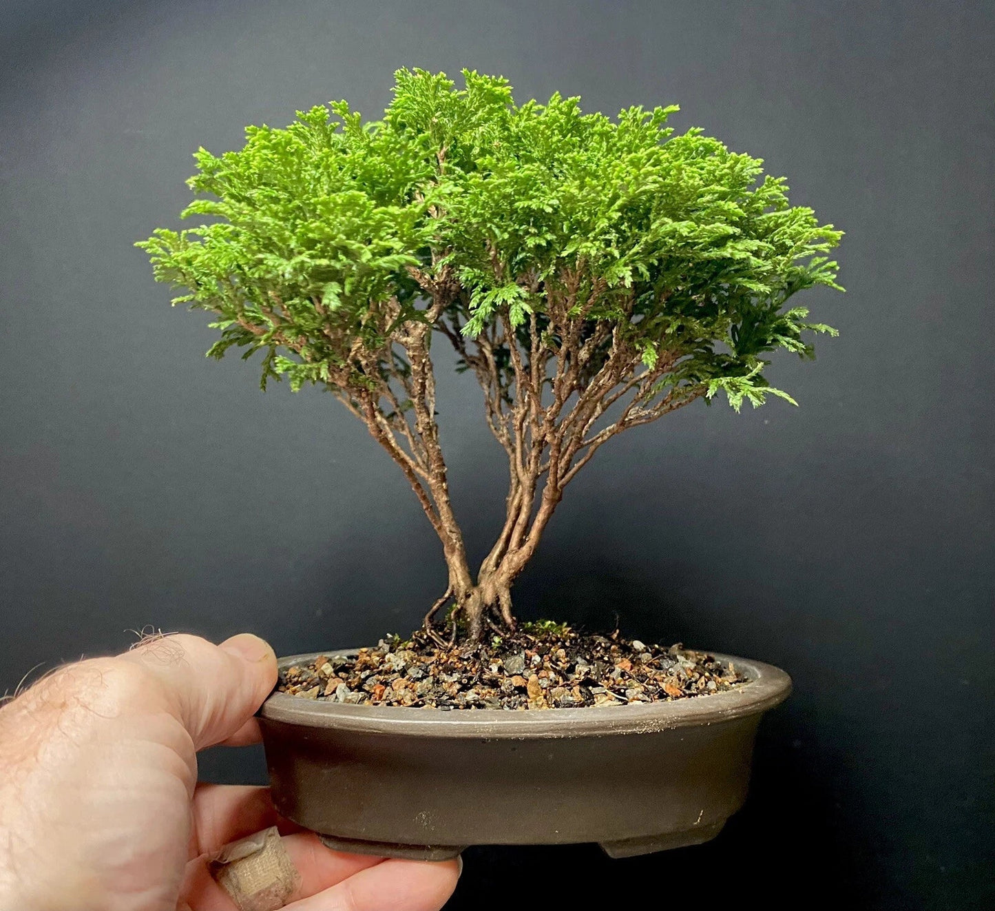 Mame Bonsai Tree Tsukumo Cypress Chamaecyparis Pisifera in Japanese Pot, 7 Years, Indoor or Outdoor Plant