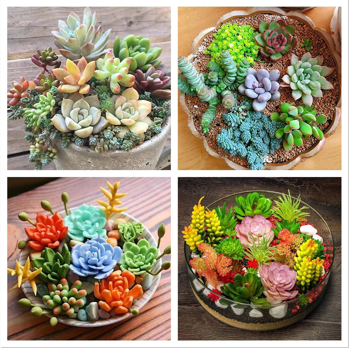 100pcs Rare Succulent Seeds Mix for DIY Bonsai, Ornamental Plants, Indoor & Outdoor Garden Seeds