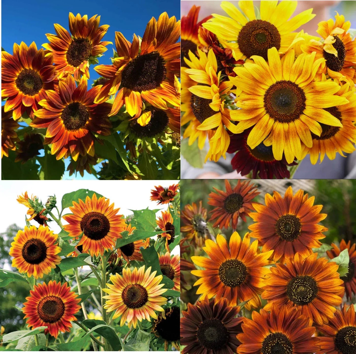 Sunflower Seeds - Landcaster's Pack Sunset Mix Tall Branching Helianthus annuus - 200 Seeds for Autumn Colors