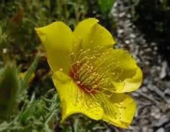 Yellow Blazing Star Seeds - 100 Fresh Mentzelia lindleyi Wildflower Seeds for Pollinators, Drought-Tolerant, Full Sun, Natural Landscaping