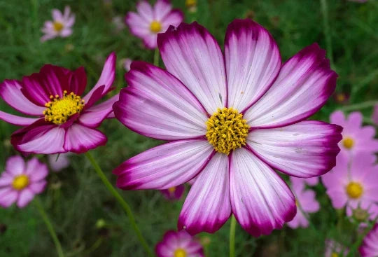 Cosmos Seeds - Candy Stripe Variety, Cosmos bipinnatus, Bi-colored Pink & White Flowers, Easy to Grow, Vibrant Garden Blooms