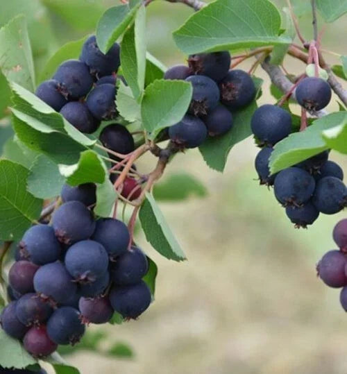 Allegheny Serviceberry Plant - Self-Pollinating Edible Shrub - Amelanchier laevis - Zones 4-8, 1-Year-Old Potted Plant