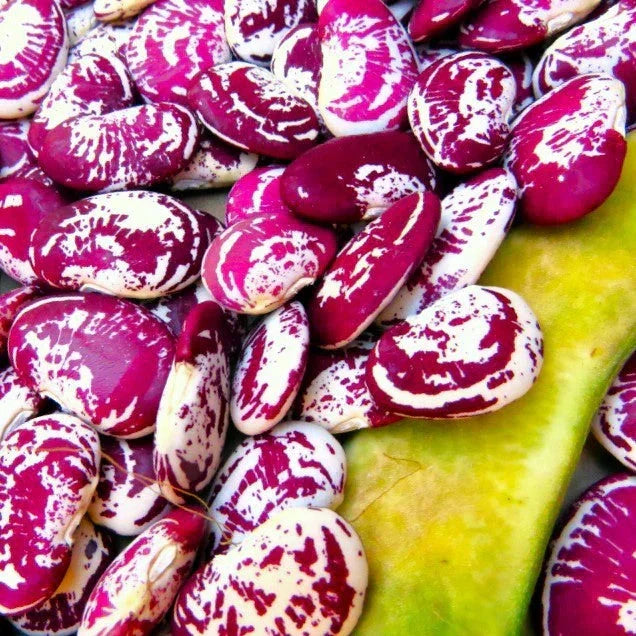 Christmas Lima Bean Seeds - Pole Variety, Red Speckled Pods, Non-GMO, Phaseolus lunatus, Perfect for 2025 Planting