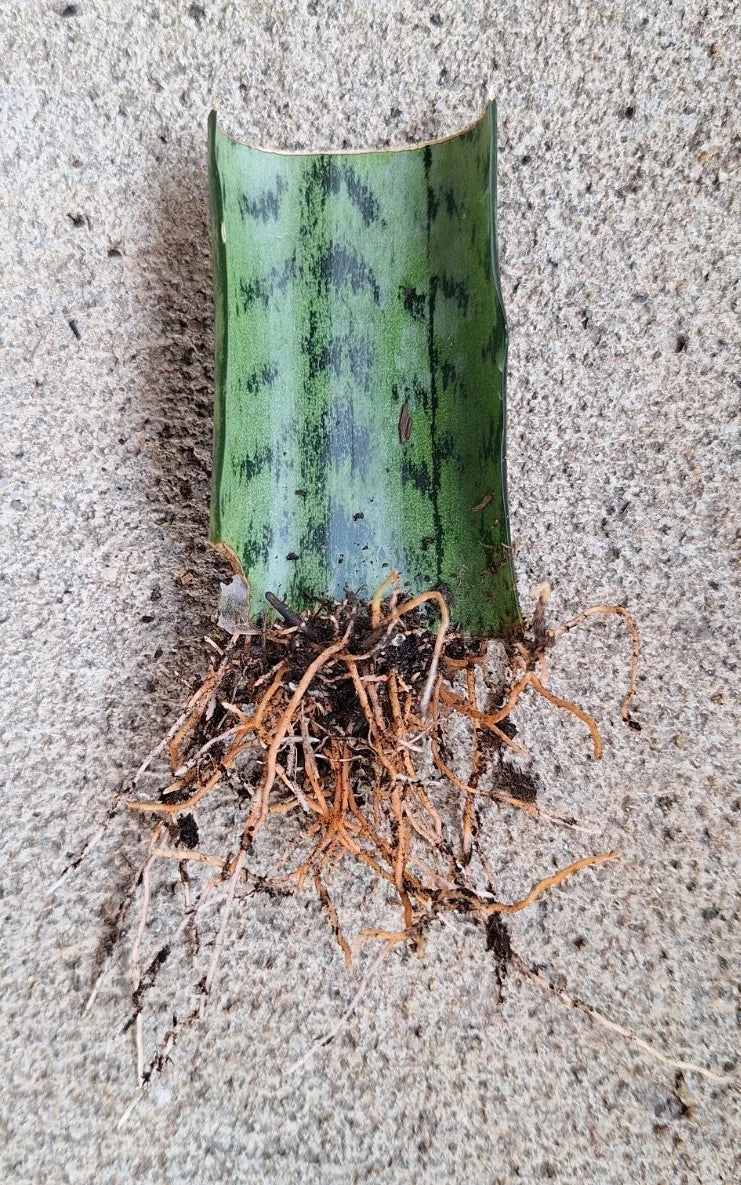 Snake Plant Cutting with Roots, 3 Inches, Sansevieria Trifasciata, Hardy Fast-Growing Live Indoor Plant for Home or Office