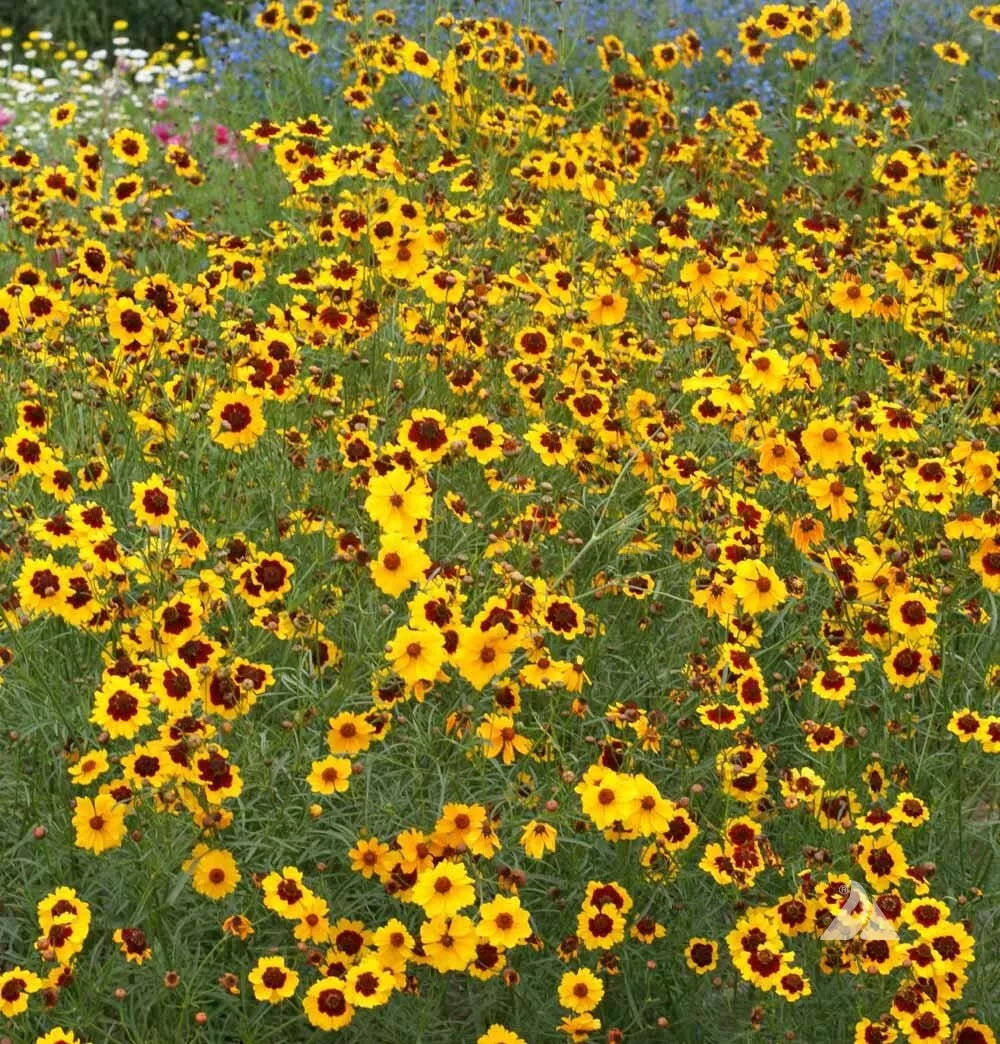 Plains Coreopsis Seeds - 500 Heirloom Wildflower Seeds for Full/Part Sun - Coreopsis tinctoria Native Wildflower for Pollinators