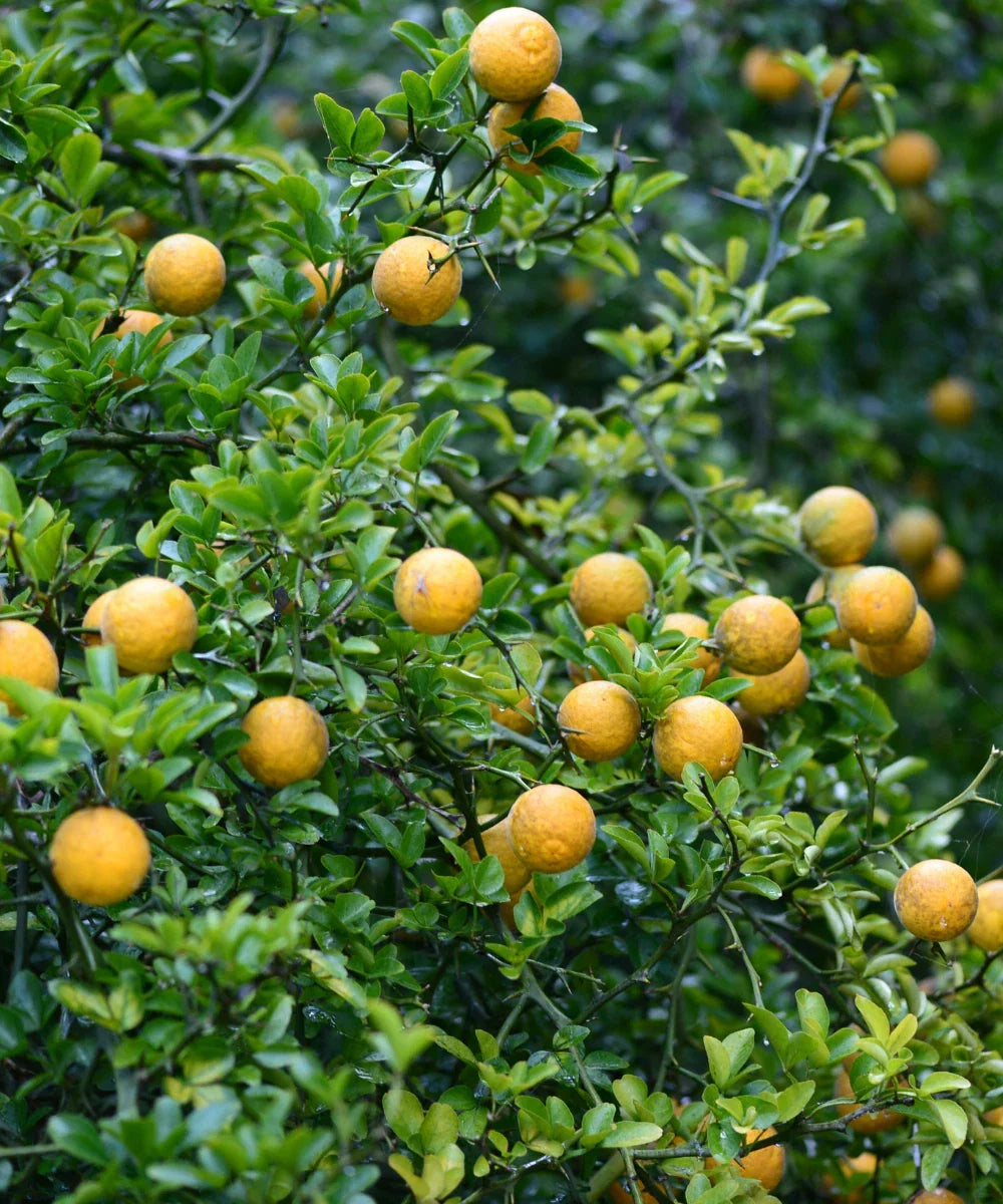 Trifoliate Hardy Orange Tree Seedling - Fully Rooted Poncirus trifoliata, 4-6 Inch, Cold-Hardy Citrus for Garden, Edible Fruits, Drought Tolerant