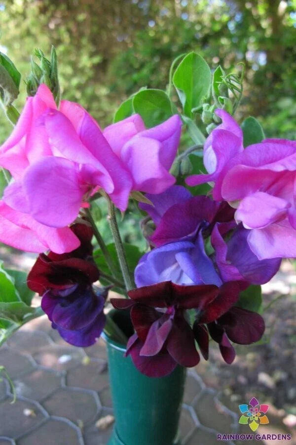 Dwarf Sweet Pea Seeds - 50+ Cupid Mixture - Fragrant Lathyrus odoratus Garden Flowers for Borders & Containers