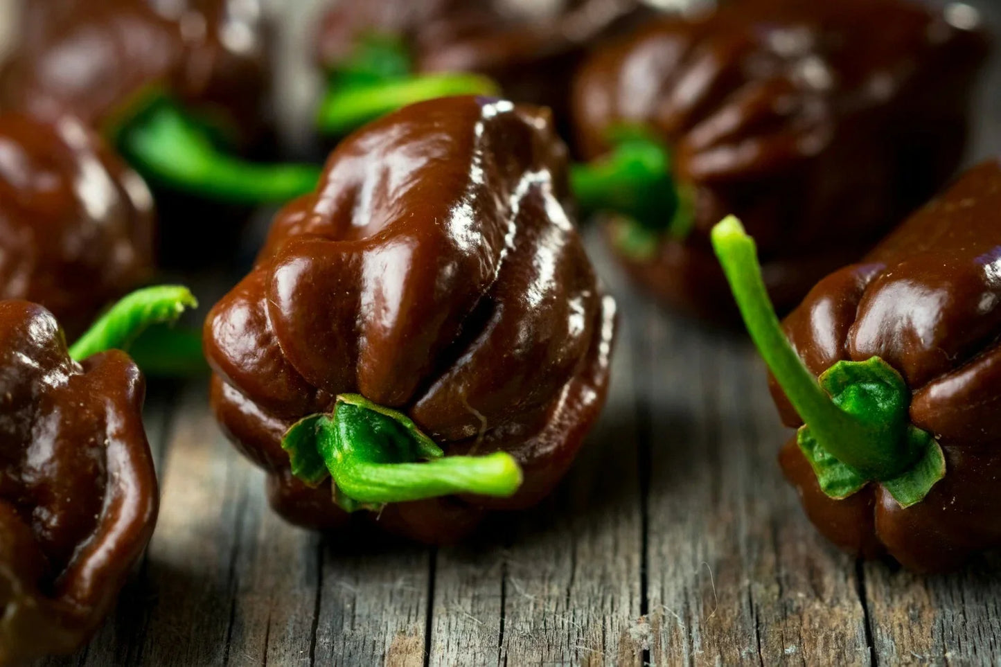 Chocolate Habanero Seeds - 40 Pack, Spicy Capsicum chinense Pepper Seeds for Salsas & Hot Sauces, Organic, Non-GMO, Full Sun