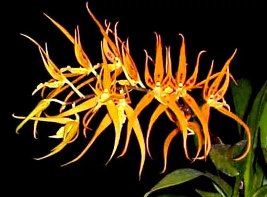 Brassia Orchid Plant 2.5" Pot Orange Delight 'Hilo Sunrise' - Vibrant Spider-Like Blooms, Low Maintenance Brassia