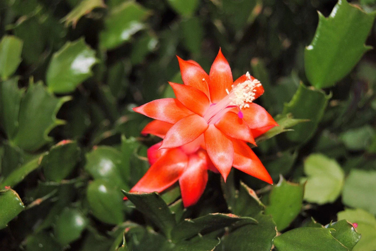 Christmas Cactus Starter Plant - Indian Summer Schlumbergera Truncata - Easy Care Indoor Houseplant with Vibrant Blooms