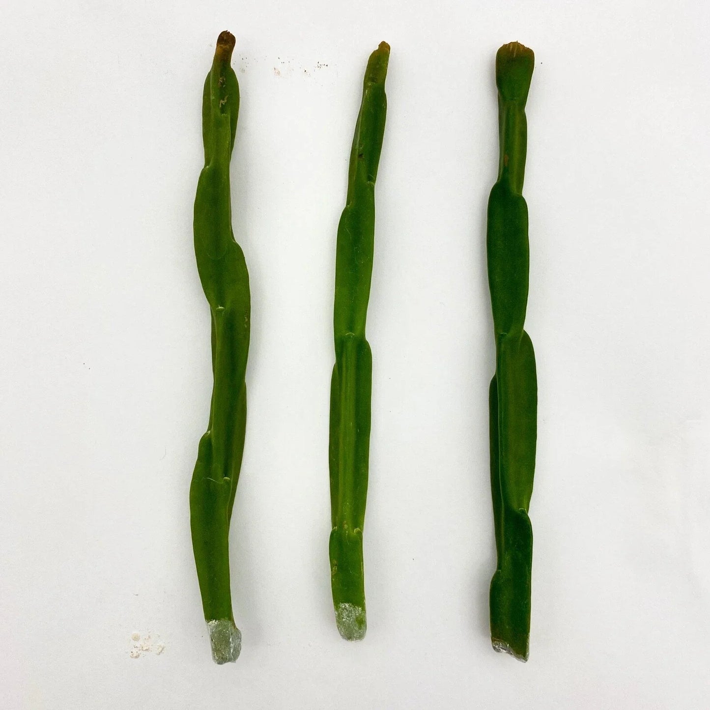 Rhipsalis Paradoxa Cuttings - Unique Cactus for Indoor Gardening - Exotic Houseplant Decor - Rhipsalis paradoxa