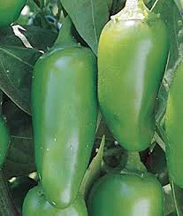 Early Jalapeno Pepper Seeds, Heirloom, Non-GMO, Capsicum annuum, 100 Seeds, Spicy Peppers for Salsa & Cooking