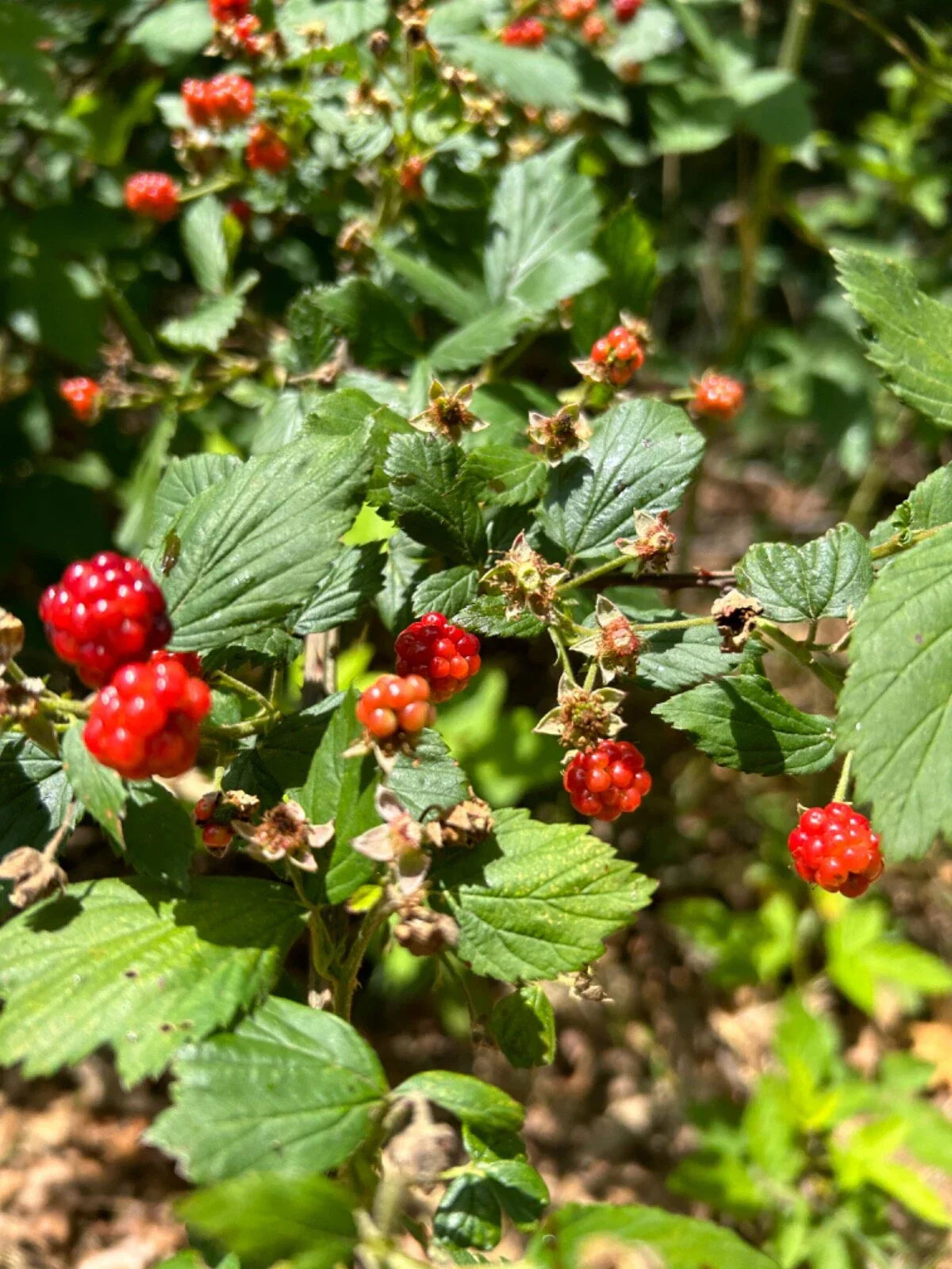 Allegheny Wild Blackberry Transplants – Live Edible Perennial Plant – Rubus allegheniensis – Organic Gardening Supplies