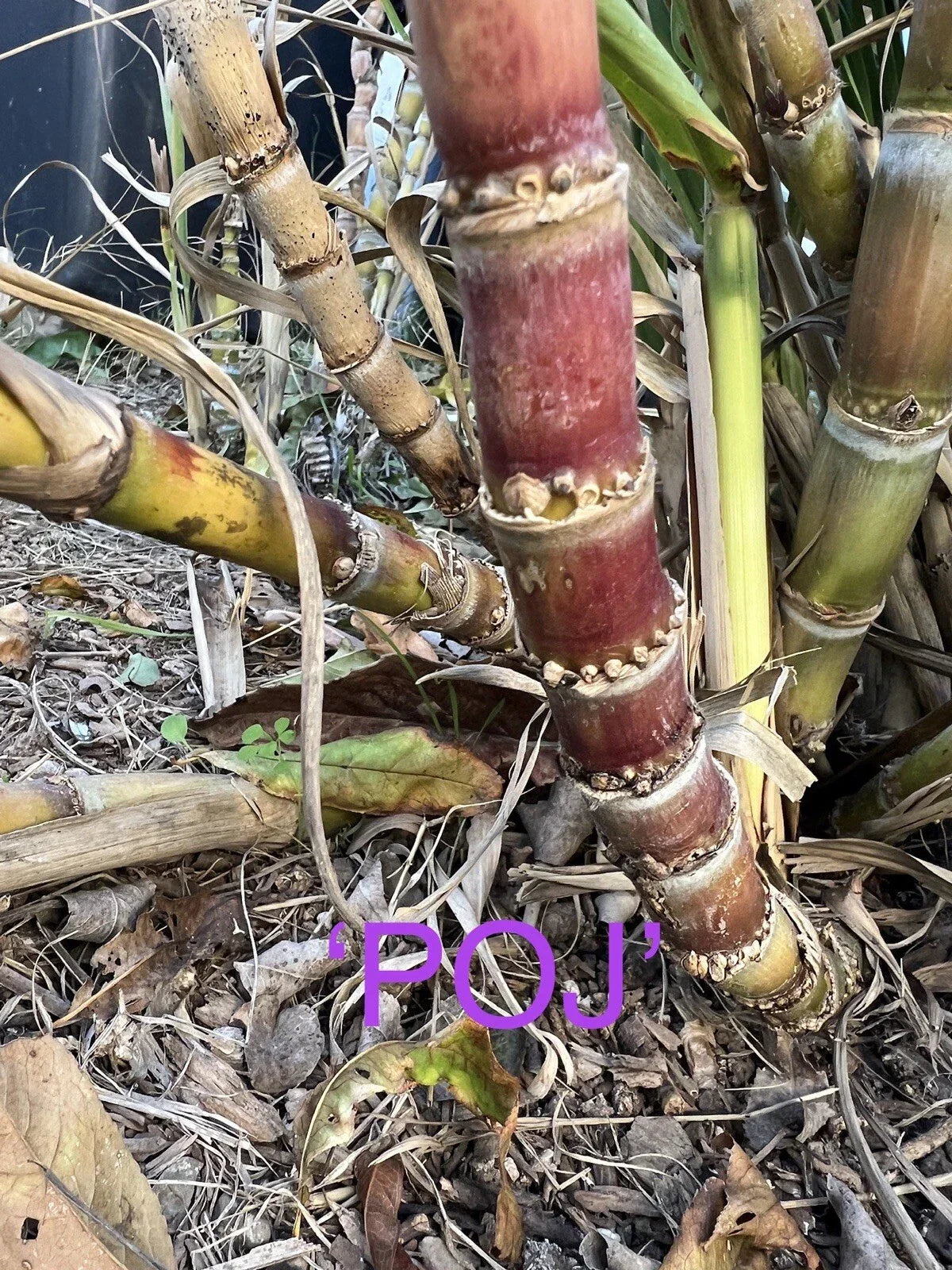 Rare Heirloom Sugar Cane Plants - Well Rooted Large Varieties for Gardens & Landscaping - Saccharum officinarum
