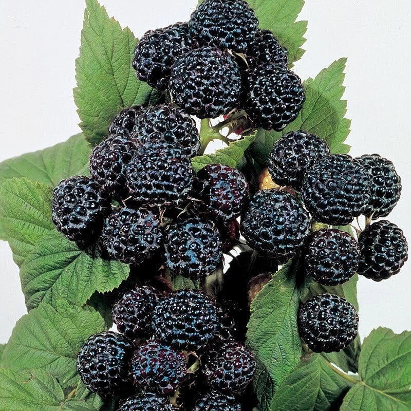 Jewel Black Raspberry Plant - Live Rooted Starter - Self-Pollinating, Berries, Rubus occidentalis, Zones 4-8